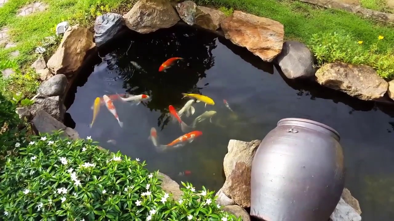 hồ cá koi trang trí sân vườn